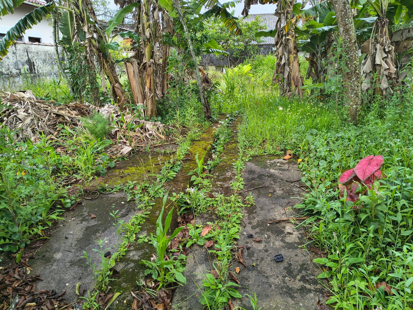 TERRES Oásis - Peruibe (Cód. 4719) em Peruibe