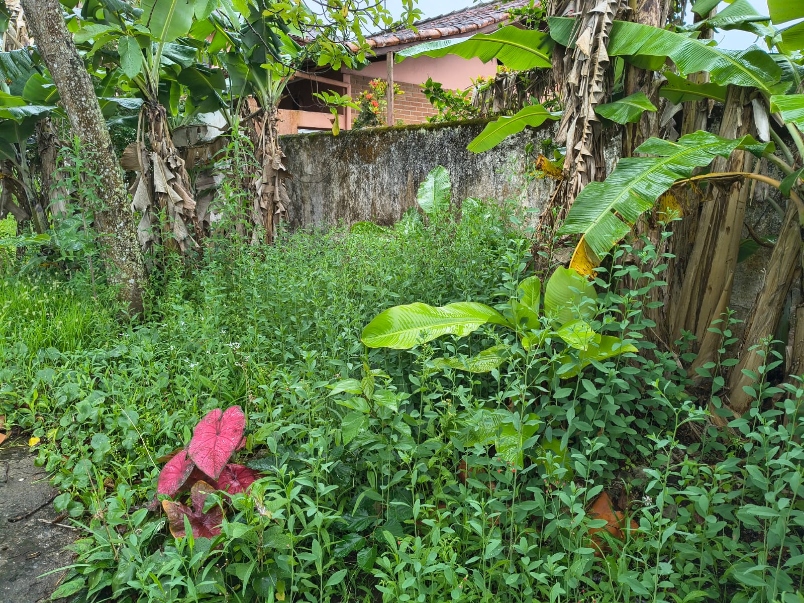 TERRES Oásis - Peruibe (Cód. 4719) em Peruibe - foto 2